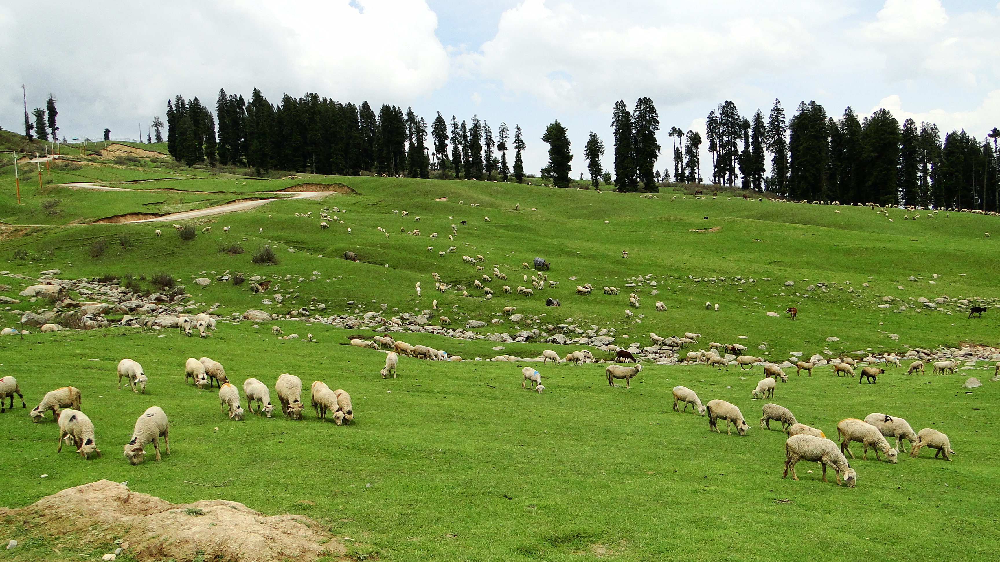 Doodhpathri_southwest_Jammu_Kashmir_India_(7)