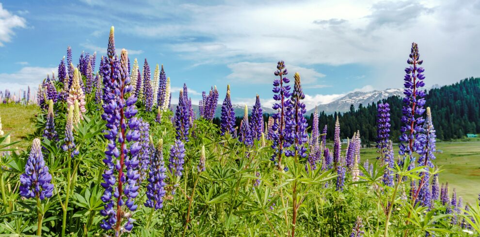 akshat-vats-4TgTWo1VJek-unsplash