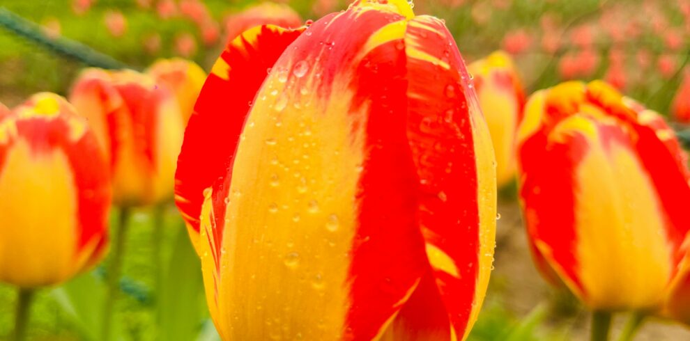 rahul-kumar-4hT0NUBiq0o-unsplash